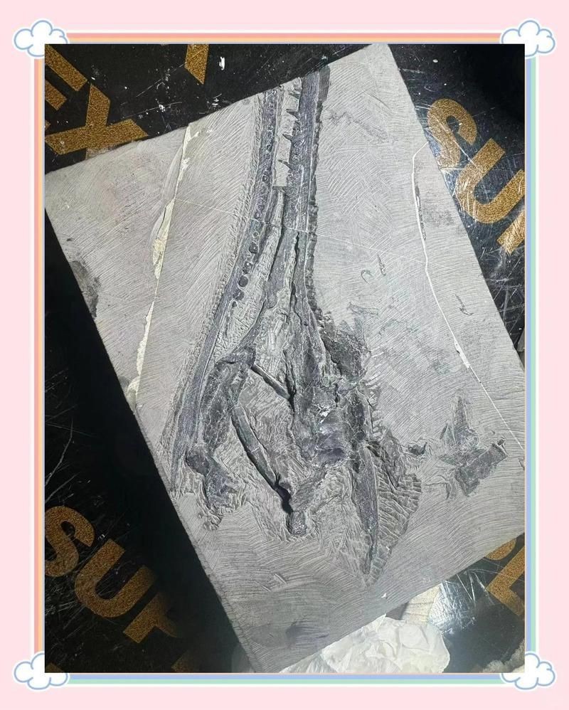 和恐龍一個(gè)時(shí)代的魚