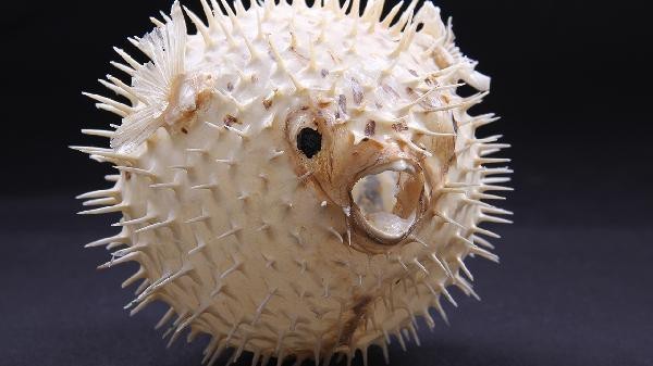 平克魚為何盡量少吃