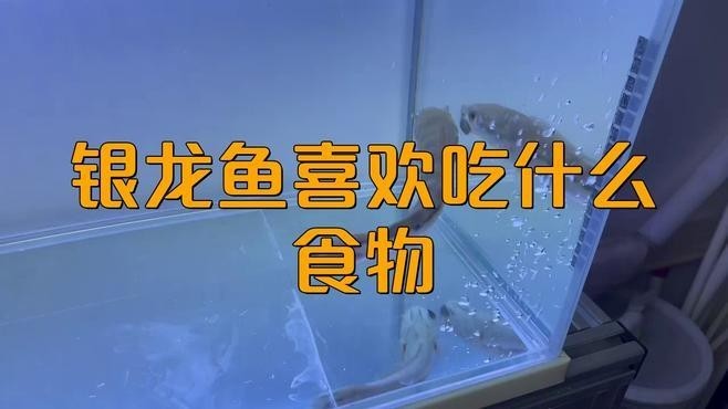 銀龍魚可以吃什么魚肉