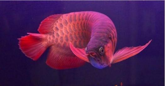紅金龍魚大概多少錢一只圖片