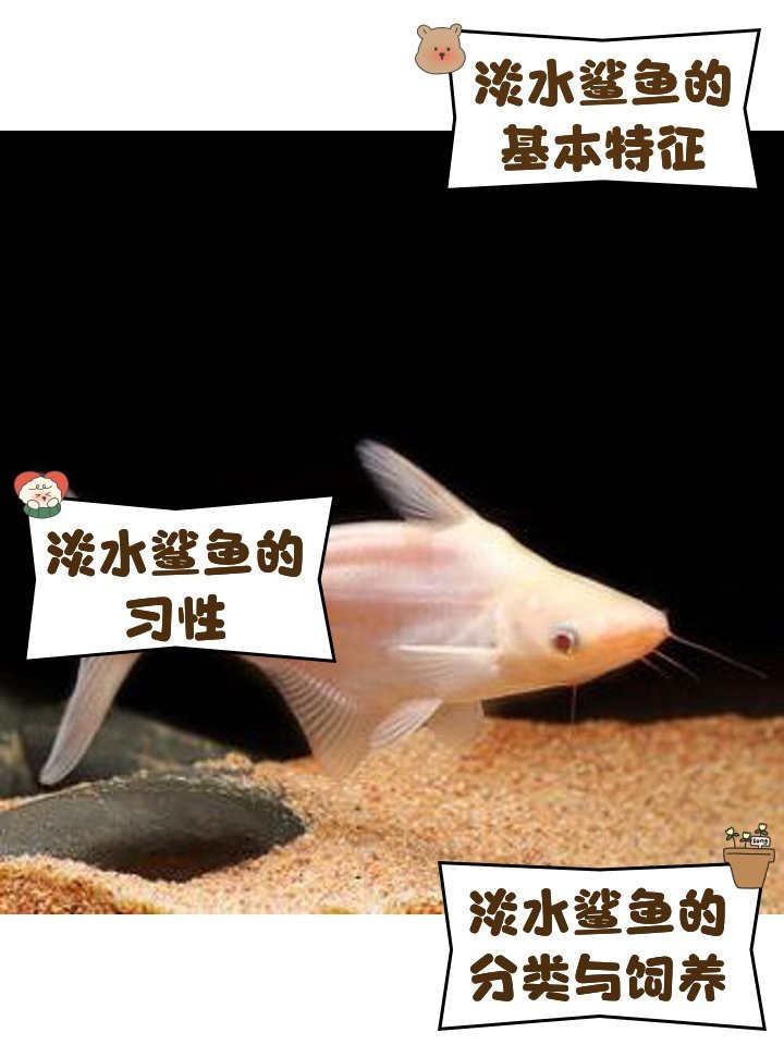 淡水大白鯊魚