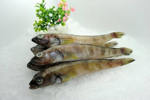 南美洲魚類的圖片大全