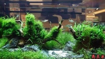 廣州市水生財水族有限公司魚缸養護與常見問題養魚并非易事：在花都區提供魚缸相關產品和服務的公司