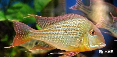 食土鯛魚品種大全