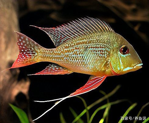 食土鯛魚品種大全