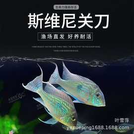 食土鯛魚品種大全