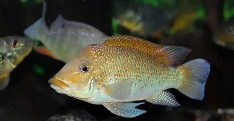 食土鯛魚品種大全