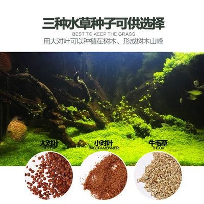 魚缸里面可以種什么樹：在魚缸內種植樹木時，需要注意以下幾點