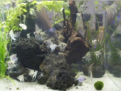 魚缸里面可以種什么樹：在魚缸內種植樹木時，需要注意以下幾點