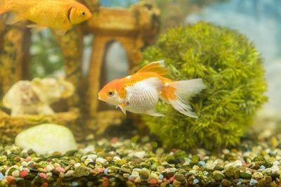 魚缸里面可以種什么樹：在魚缸內種植樹木時，需要注意以下幾點