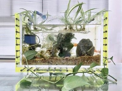魚缸里面可以種什么樹：在魚缸內種植樹木時，需要注意以下幾點