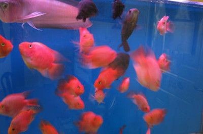 龍魚咬缸里其他魚：如何減少龍魚咬其他魚的行為