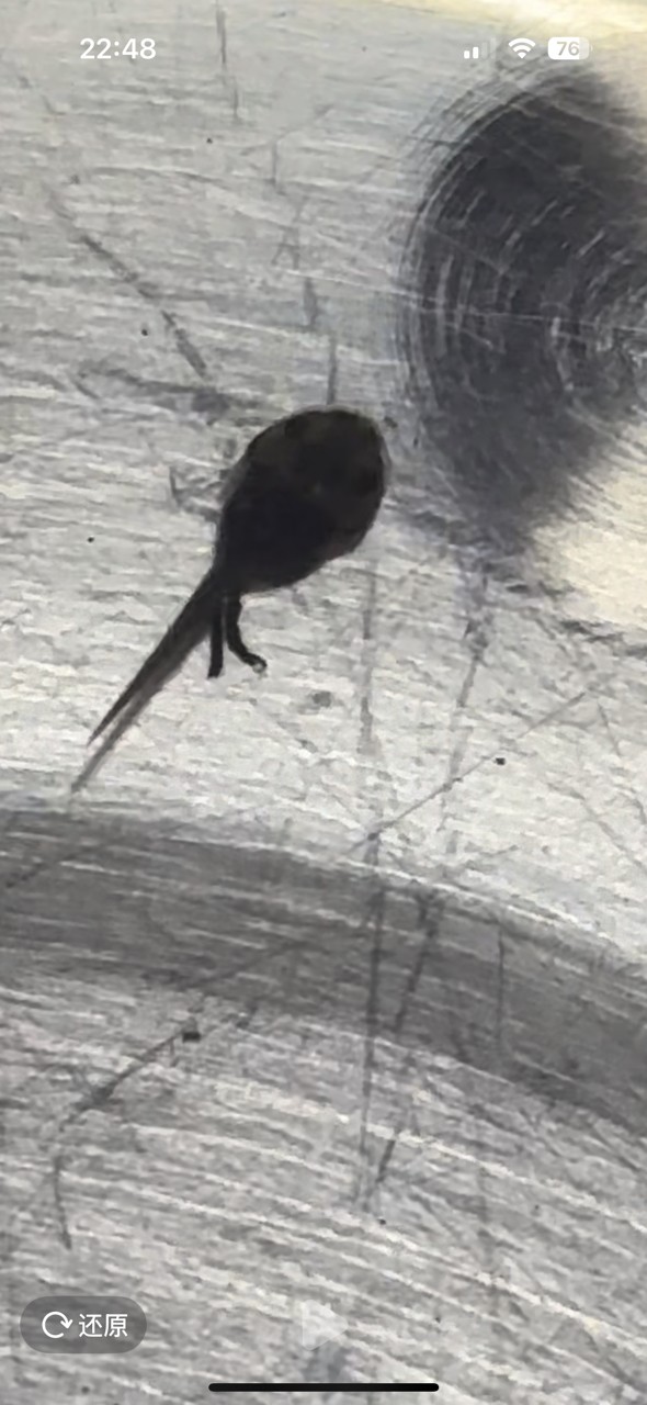 金龍魚幼苗暖黃看不見，只見大尾巴