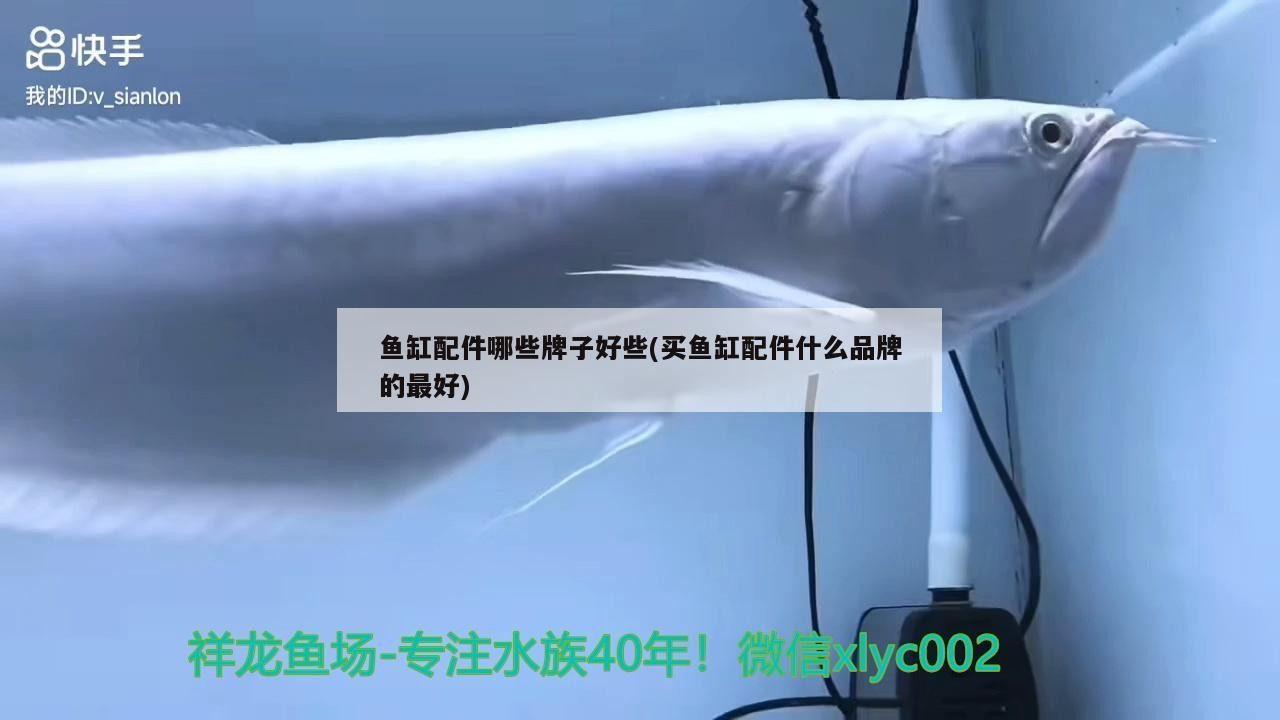 銀龍魚銀龍魚吃什么飼料最好，銀龍魚吃什么飼料最好，金龍魚銀龍魚吃什么飼料好，銀龍魚吃什么飼料最好