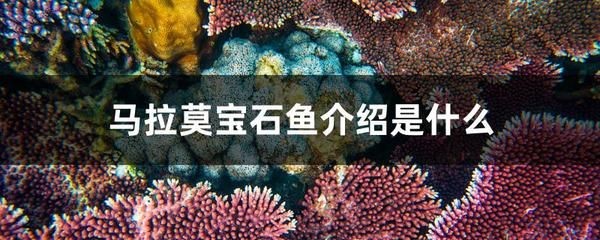 馬拉莫寶石魚(yú)混養(yǎng)龍魚(yú)，馬拉莫寶石魚(yú)與龍魚(yú)混養(yǎng)成功的案例
