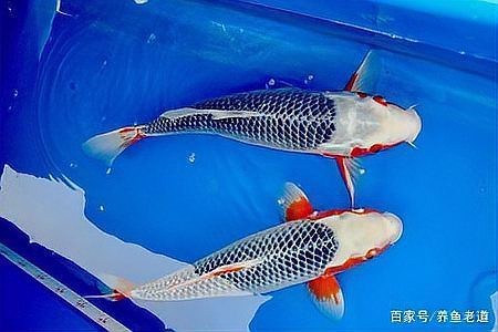 一米二魚缸9條錦鯉