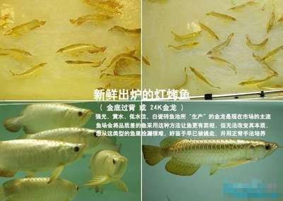 金邦魚缸質量怎么樣，金邦魚缸質量好：金邦內存條怎么樣？