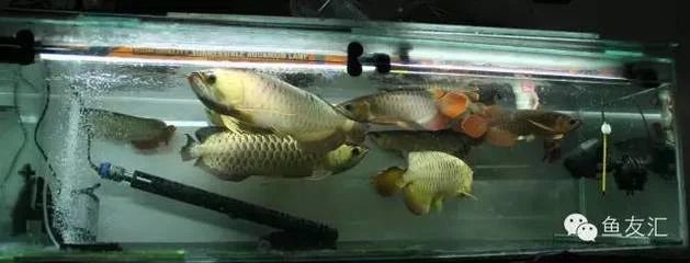 龍魚都能和什么魚混養，：龍魚混養的關鍵因素和推薦的混養物種和推薦的混養物種