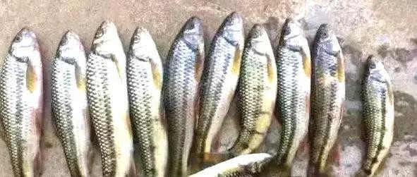 淡水石頭魚又叫什么魚