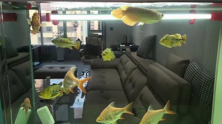 紅龍魚2233祥龍魚場最新活動時間