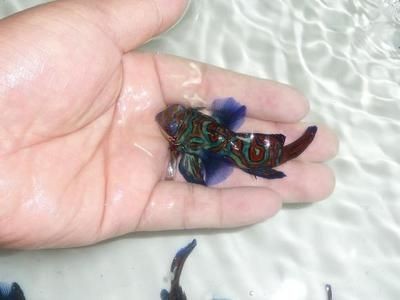 紅鴨嘴龍魚海水：“紅鴨嘴龍魚海水”的飼養需要一定的專業知識和設備