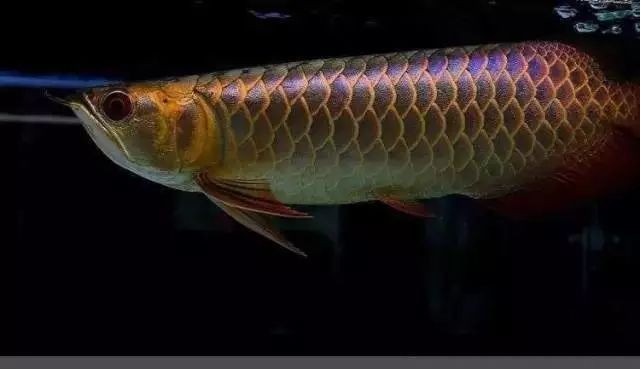 龍魚頭型怎么區分好壞（如何區分龍魚頭型與觀賞價值）
