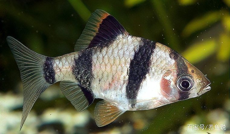 虎皮鴨嘴魚兇嗎
