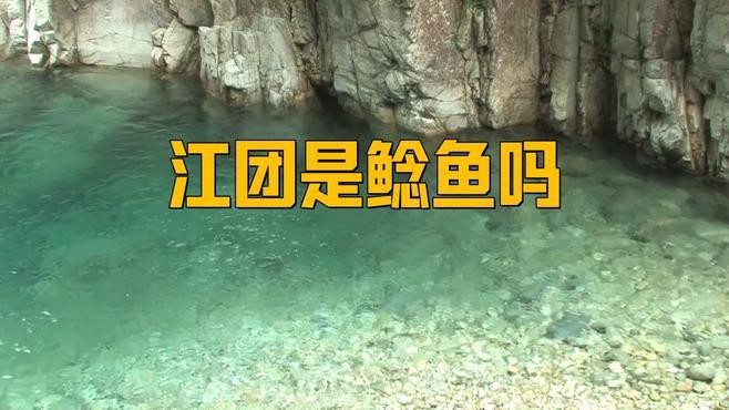 肥頭魚是江團嗎