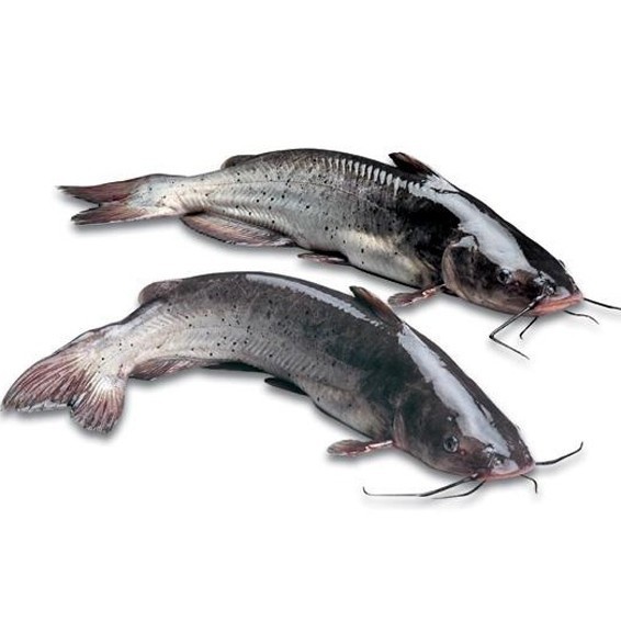 肥頭魚是江團嗎