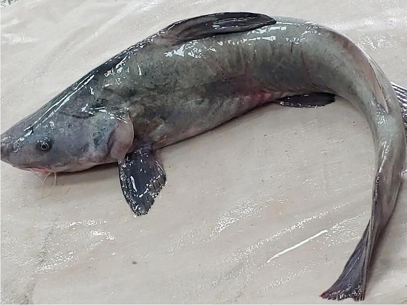 肥頭魚是江團嗎