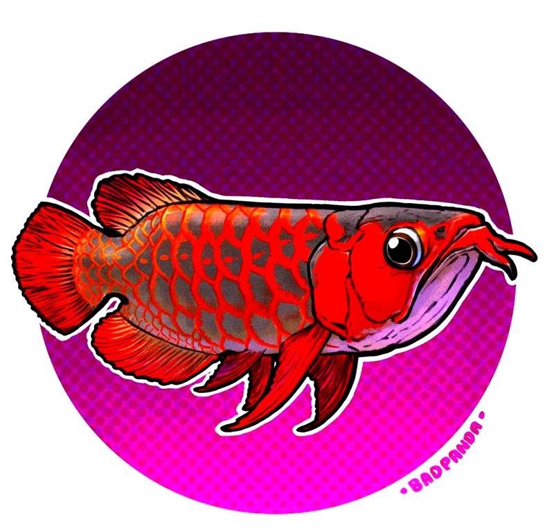 紅龍魚背景圖片高清大圖 紅龍魚背景圖片高清大圖 龍魚百科 第22張