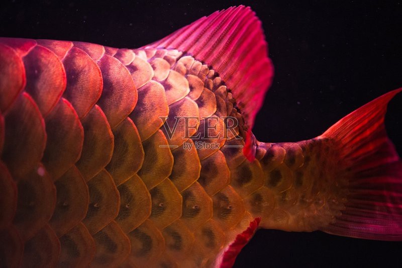 紅龍魚背景圖片高清大圖 紅龍魚背景圖片高清大圖 龍魚百科 第20張