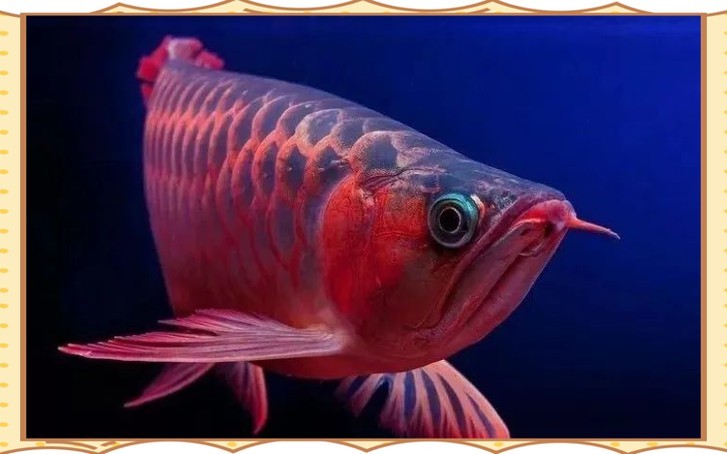 紅龍魚背景圖片高清大圖 紅龍魚背景圖片高清大圖 龍魚百科 第18張