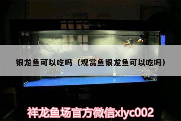 銀龍魚可以吃嗎（觀賞魚銀龍魚可以吃嗎） 銀龍魚可以吃嗎（觀賞魚銀龍魚可以吃嗎） 銀龍魚百科