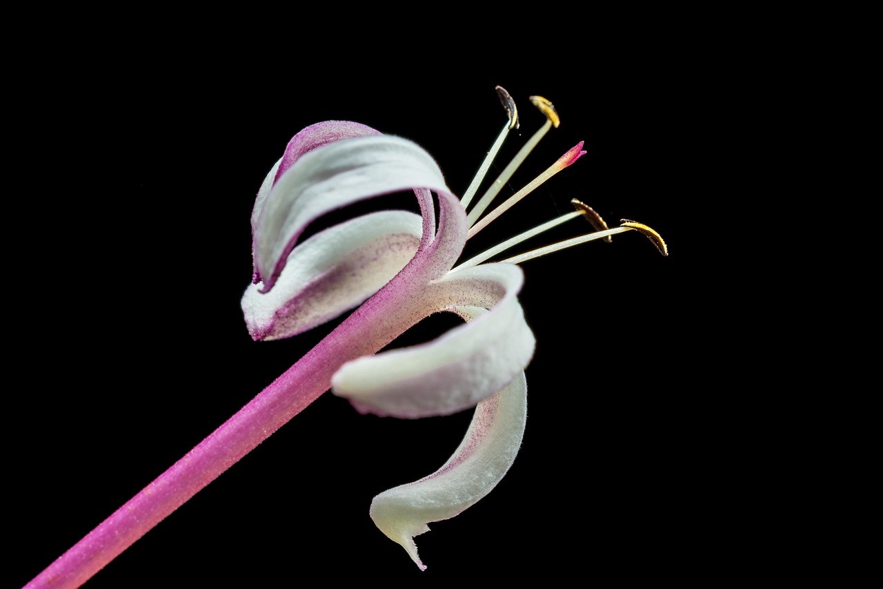 魚缸圖片大全圖壁紙可愛（熱帶魚壁紙高清下載）
