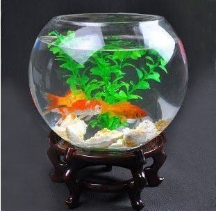 最好魚缸玻璃（如何選擇合適的魚缸玻璃材料）