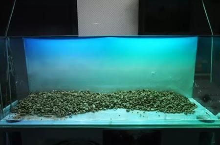 魚缸擺放位置圖片欣賞（風水魚缸擺放位置圖片欣賞） 魚缸擺放位置圖片欣賞（風水魚缸擺放位置圖片欣賞） 魚缸百科 第5張
