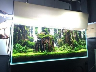魚缸擺放位置圖片欣賞（風水魚缸擺放位置圖片欣賞） 魚缸擺放位置圖片欣賞（風水魚缸擺放位置圖片欣賞） 魚缸百科 第3張