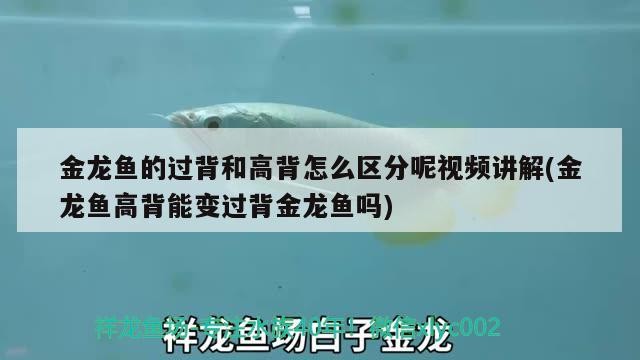 銀龍魚尾巴下垂是怎么回事,銀龍魚尾巴向上翹是咋回事 銀龍魚百科 第3張 銀龍魚尾巴下垂是怎么回事,銀龍魚尾巴向上翹是咋回事 銀龍魚尾巴下垂是怎么回事,銀龍魚尾巴向上翹是咋回事 銀龍魚百科 第3張
