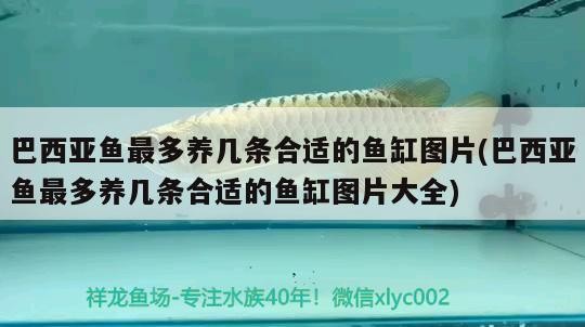銀龍魚尾巴下垂是怎么回事,銀龍魚尾巴向上翹是咋回事 銀龍魚百科 第1張 銀龍魚尾巴下垂是怎么回事,銀龍魚尾巴向上翹是咋回事 銀龍魚尾巴下垂是怎么回事,銀龍魚尾巴向上翹是咋回事 銀龍魚百科 第1張