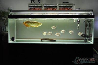 魚缸背景圖片大全超清黑色（超清黑色魚缸背景圖片大全）