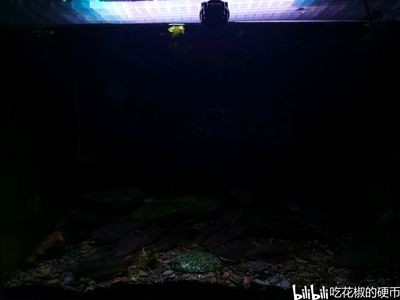 魚缸背景圖片大全超清黑色（超清黑色魚缸背景圖片大全）