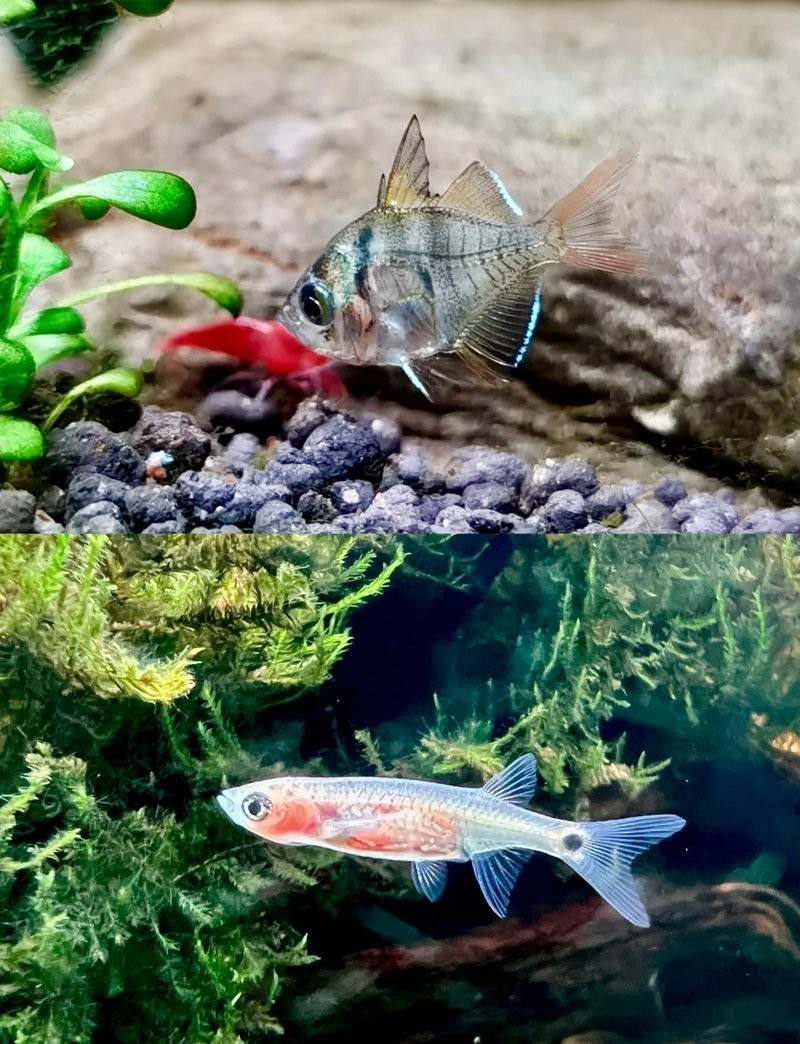 龍須貓魚(yú)混養(yǎng)最忌三個(gè)東西