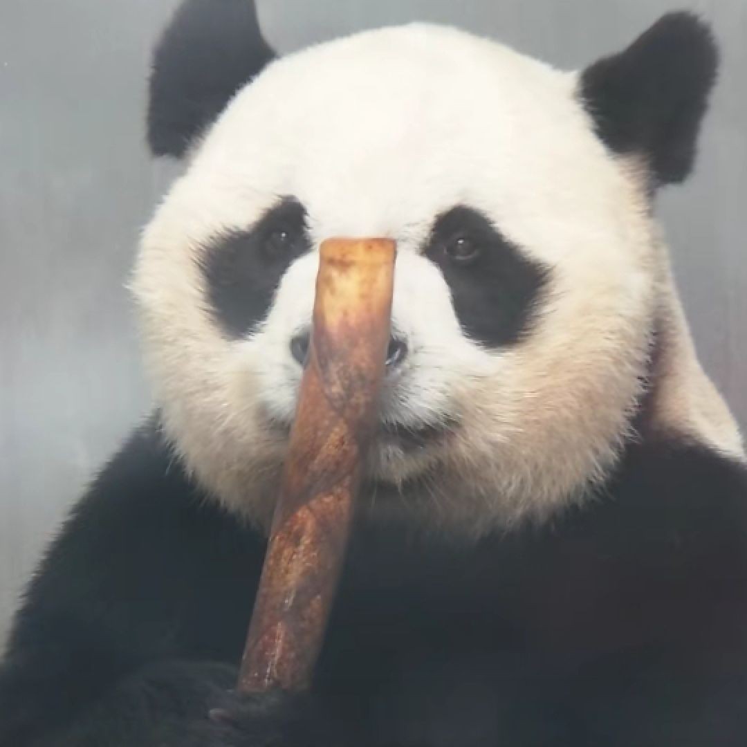 虎皮魚下崽的征兆 虎皮魚下崽的征兆 龍魚論壇 第13張