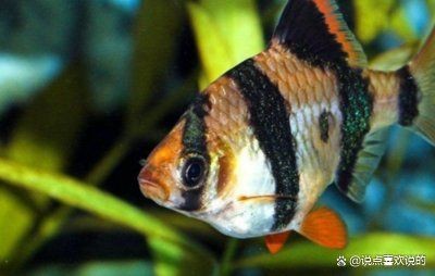 虎皮魚下崽的征兆 虎皮魚下崽的征兆 龍魚論壇 第11張