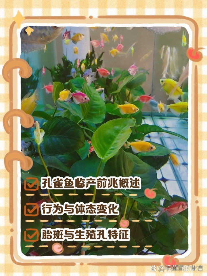 虎皮魚下崽的征兆 虎皮魚下崽的征兆 龍魚論壇 第8張
