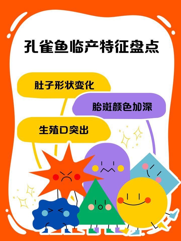 虎皮魚下崽的征兆 虎皮魚下崽的征兆 龍魚論壇 第5張