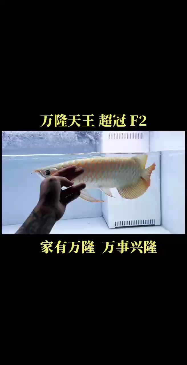 9月是美好的開(kāi)始：全場(chǎng)超冠F2系列紅龍全部鼓喉???? #萬(wàn)隆天王紅龍 #紅龍魚 #龍魚 #觀賞魚