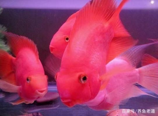 魚缸溫差控制方法：如何自然調(diào)節(jié)魚缸水溫 魚缸溫差控制方法：如何自然調(diào)節(jié)魚缸水溫 魚缸百科 第1張