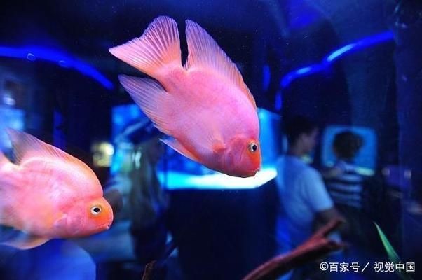 魚缸溫差控制方法：如何自然調(diào)節(jié)魚缸水溫 魚缸溫差控制方法：如何自然調(diào)節(jié)魚缸水溫 魚缸百科 第2張